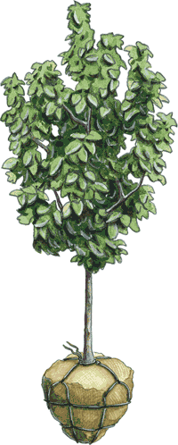Illustration of a balled & burlapped tree.